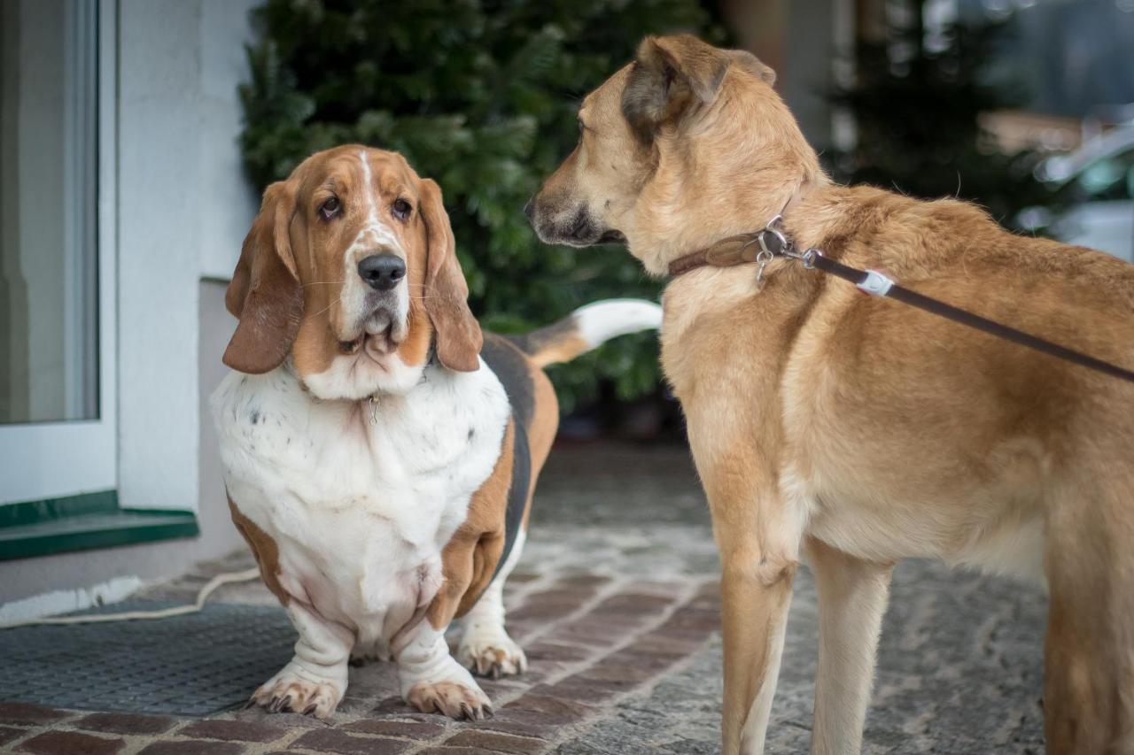 Hotel Magdalena Im Zillertal - Urlaub Mit Hund Ried im Zillertal Esterno foto